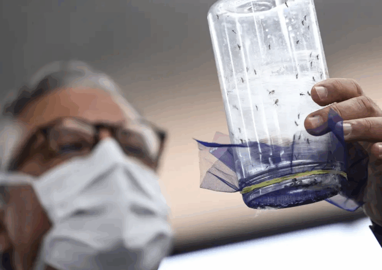 Fábrica de mosquitos oferece tecnologias para redução da dengue