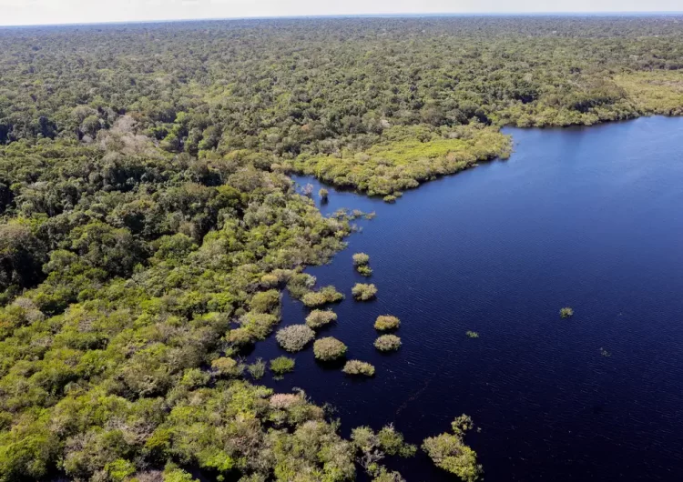 Amazônia e Cerrado registram queda de 11% no desmatamento