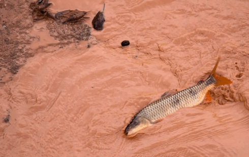 Samarco e Vale são multadas em mais de R$ 1,8 bilhão