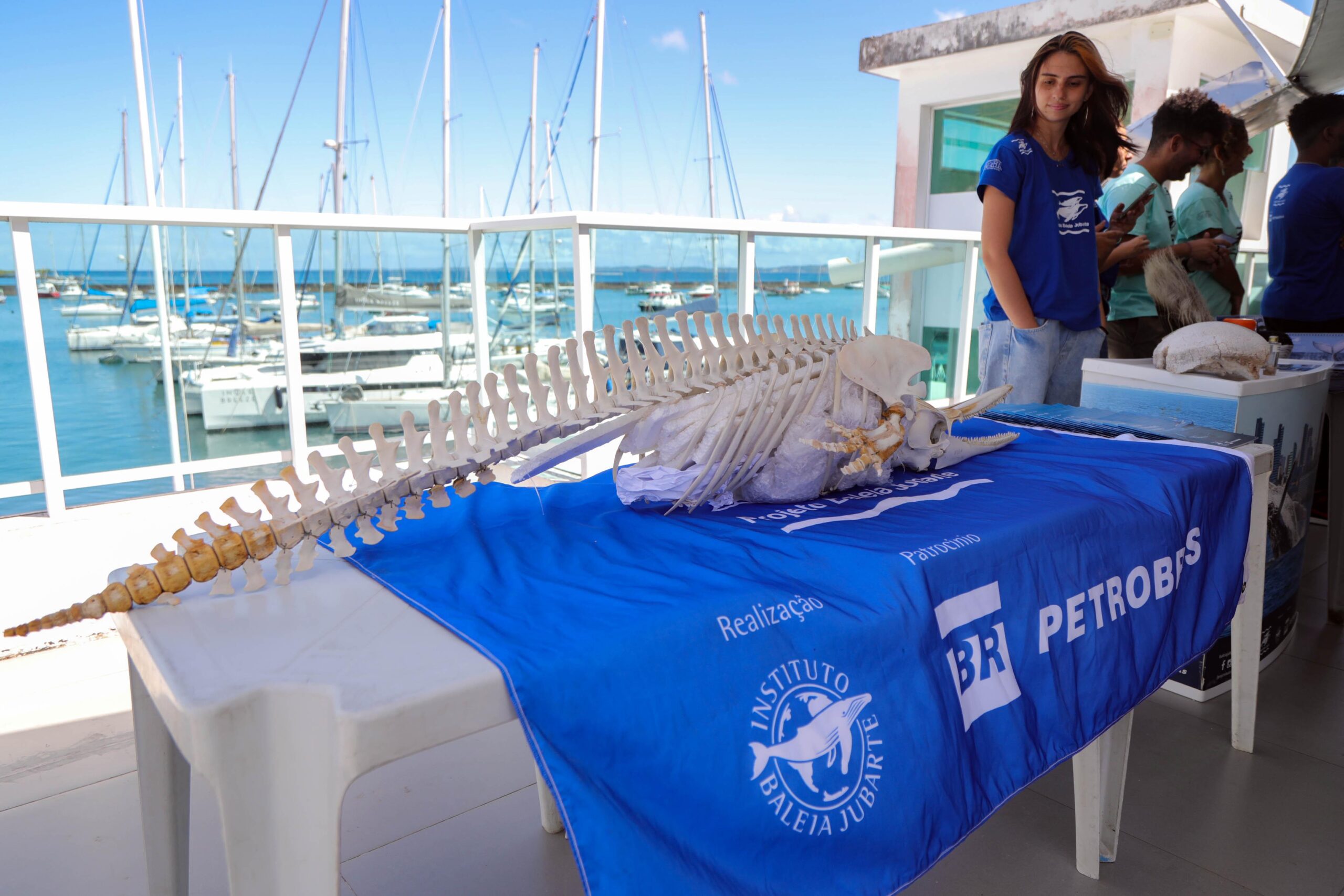 Temporada de baleias jubarte tem alta de 20% no número de observadores em Salvador