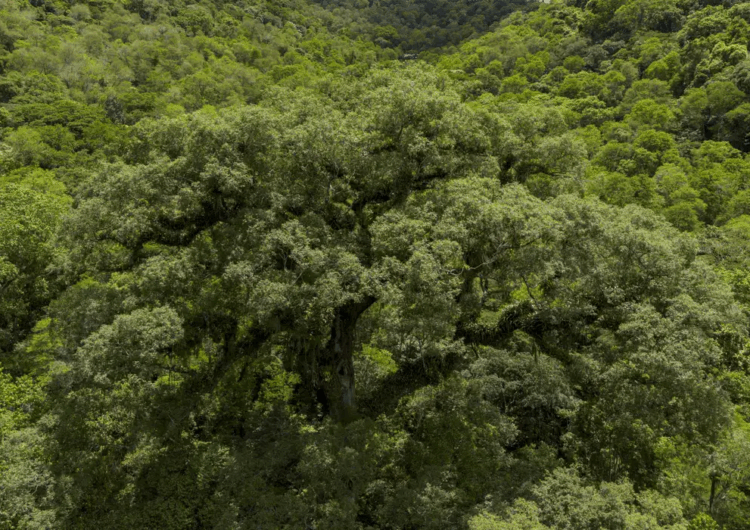 Suíça anuncia doação de R$ 33 milhões para Fundo Amazônia