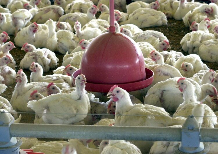 China suspende proibição de compra de carne de frango do Brasil