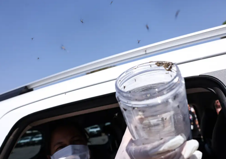 Saúde libera mosquitos estéreis para frear reprodução do Aedes