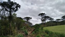 Inpe confirma redução de desmatamento na maioria dos biomas em 2024