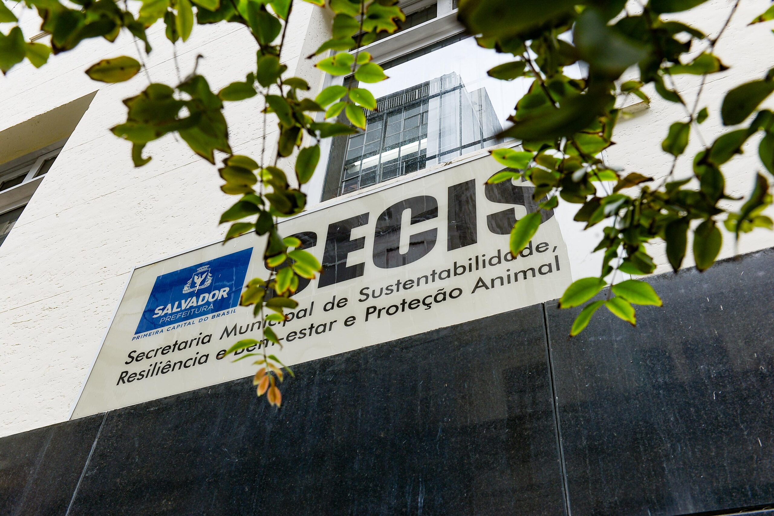 Prefeitura resgatou mais de 150 cavalos das vias públicas de Salvador em 2025