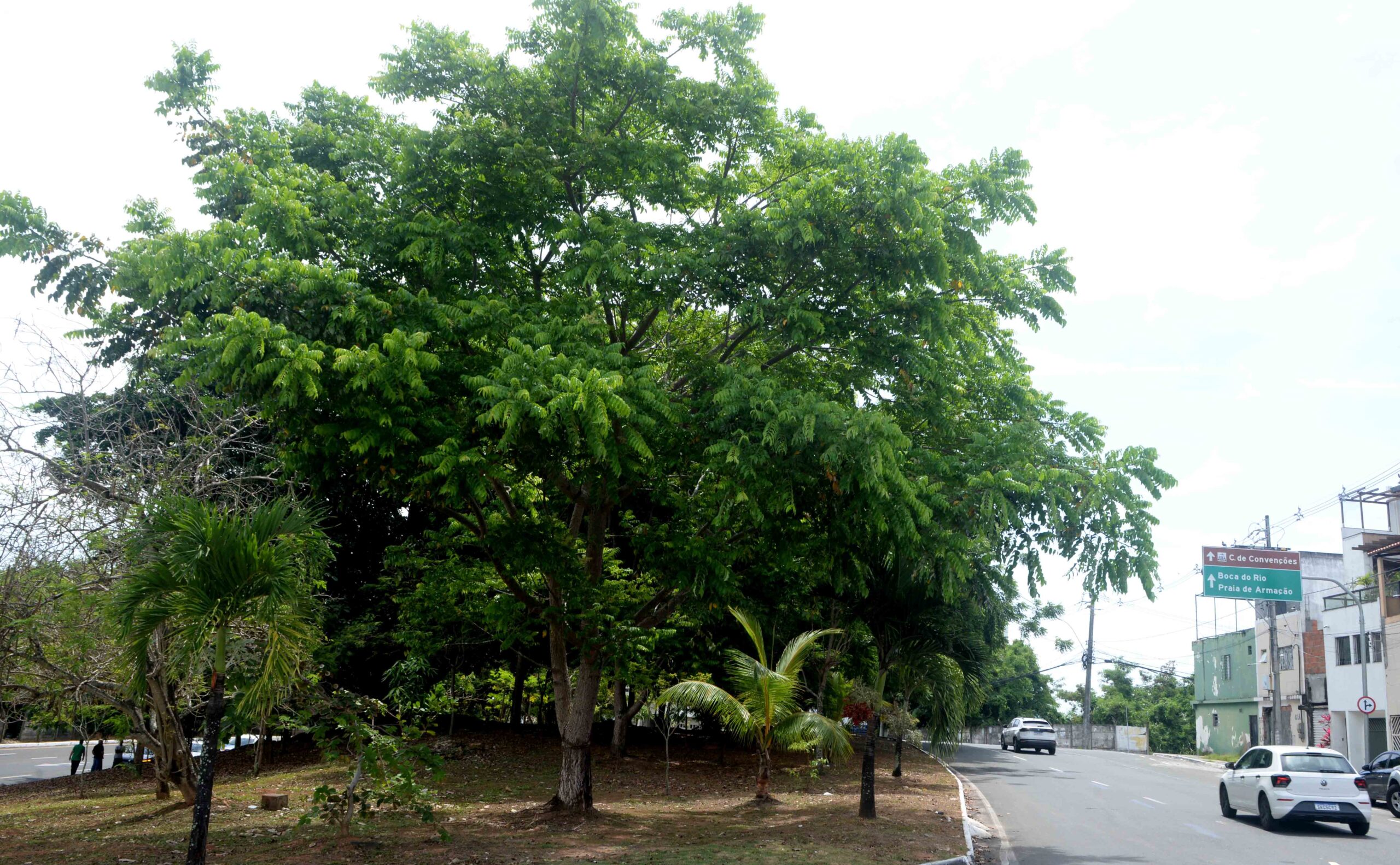 Com investimentos em áreas verdes, Prefeitura transforma ruas e avenidas em locais mais arborizados em Salvador