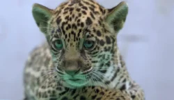 Onça-pintada nascida no BioParque Vale Amazônia ganha o nome de Xingu