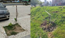 Vandalismo contra mudas ameaça expansão da arborização urbana em Salvador e traz prejuízo de R$ 3 milhões