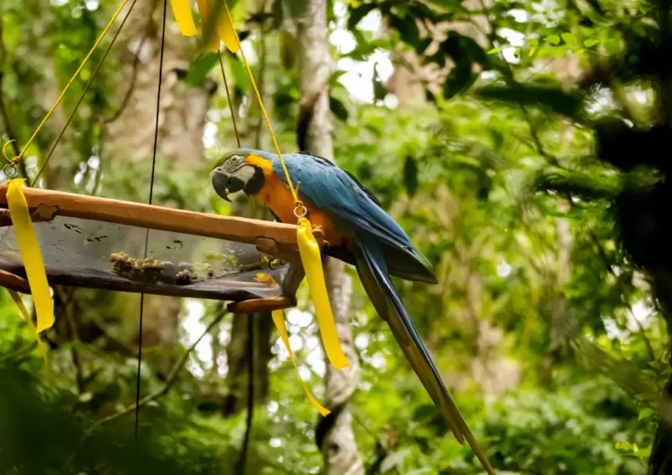 Parque Nacional da Tijuca, no Rio, é o mais frequentado do país