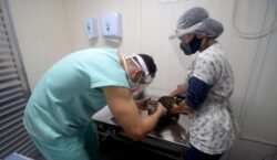 Prefeitura realiza agendamento para castração gratuita de cães e gatos; saiba os pré-requisitos