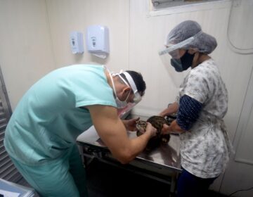 Prefeitura realiza agendamento para castração gratuita de cães e gatos; saiba os pré-requisitos