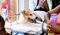 Hospital Veterinário de Salvador realiza média de 120 atendimentos diários; confira como funciona a unidade