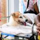 Hospital Veterinário de Salvador realiza média de 120 atendimentos diários; confira como funciona a unidade