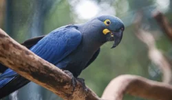 Lista de fauna ameaçada tem 180 animais incluídos e 150 retirados