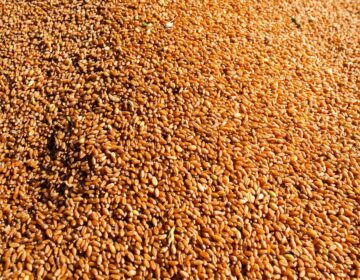 Conab: produção de grãos pode chegar a 358,6 milhões de toneladas