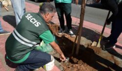 Prefeitura oferece programa Plante no Passeio para ampliar arborização de Salvador