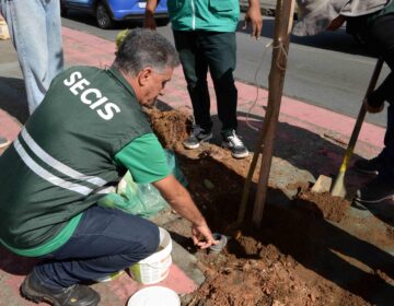 Prefeitura oferece programa Plante no Passeio para ampliar arborização de Salvador
