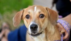 Prefeitura de Salvador reforça conscientização e alerta sobre crime de abandono de animais
