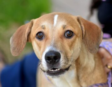 Prefeitura de Salvador reforça conscientização e alerta sobre crime de abandono de animais