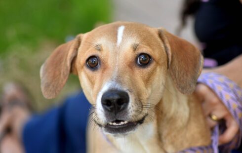 Prefeitura de Salvador reforça conscientização e alerta sobre crime de abandono de animais