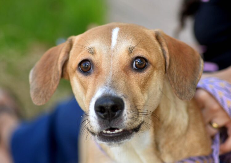 Prefeitura de Salvador reforça conscientização e alerta sobre crime de abandono de animais