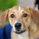 Prefeitura de Salvador reforça conscientização e alerta sobre crime de abandono de animais