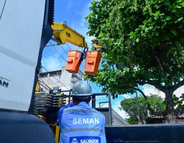 Poda preventiva contribui para reduzir acidentes e conservar arborização urbana; saiba como solicitar serviço