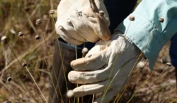Pesquisadores encontram plantas consideradas extintas há 30 anos