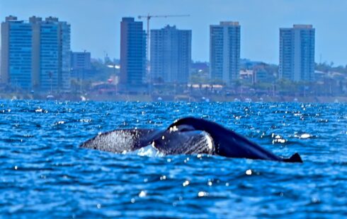 Prefeitura lança temporada das baleias-jubarte e fortalece Salvador como destino do turismo de natureza