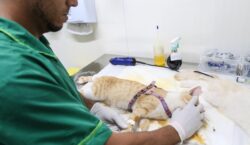 Prefeitura de Salvador já realizou 14 mil castrações gratuitas de cães e gatos em 2026