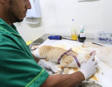 Prefeitura de Salvador já realizou 14 mil castrações gratuitas de cães e gatos em 2026