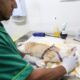 Prefeitura de Salvador já realizou 14 mil castrações gratuitas de cães e gatos em 2026