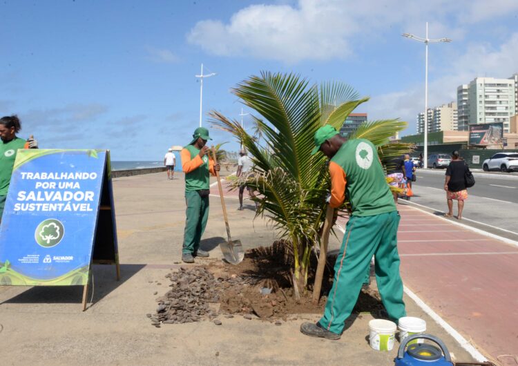 Prefeitura realiza primeiro transplantio de mudas do Viveiro de Coqueiros da orla de Salvador