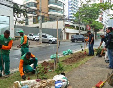 Prefeitura de Salvador promove plantio de mudas de árvores na região do Porto da Barra