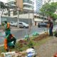 Prefeitura de Salvador promove plantio de mudas de árvores na região do Porto da Barra
