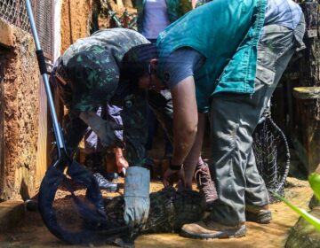 Grupamento resgata mais de 5,5 mil animais silvestres em Salvador em menos de dois anos