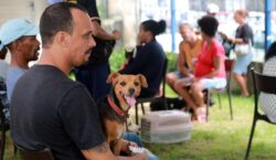 Prefeitura de Salvador lança edital para castração de cães e gatos errantes e comunitários