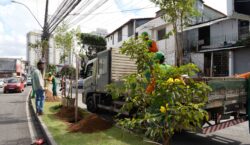 Prefeitura conclui plantio do Corredor Verde no Cabula