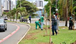 Prefeitura realiza plantio de 100 mudas na Avenida Magalhães Neto