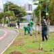 Prefeitura realiza plantio de 100 mudas na Avenida Magalhães Neto